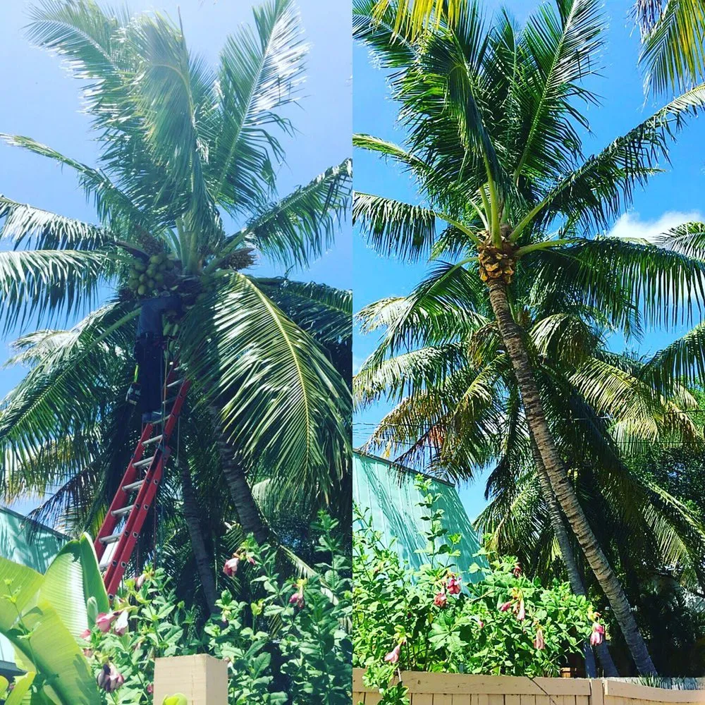 Reliable lawn mowing service for year-round maintenance in Big Pine Key, FL by A Cut Above Fl Keys