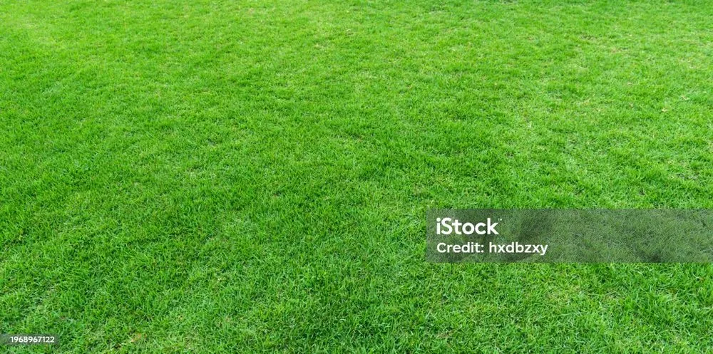 Expert yard cleanup service in Jacksonville, NC by A Cut Above