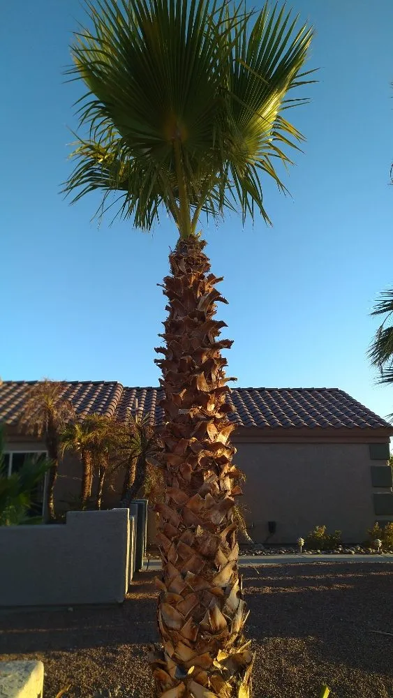 Top-rated garden landscaping in Bullhead City, AZ - A Cut Above Landscape and Tree Service