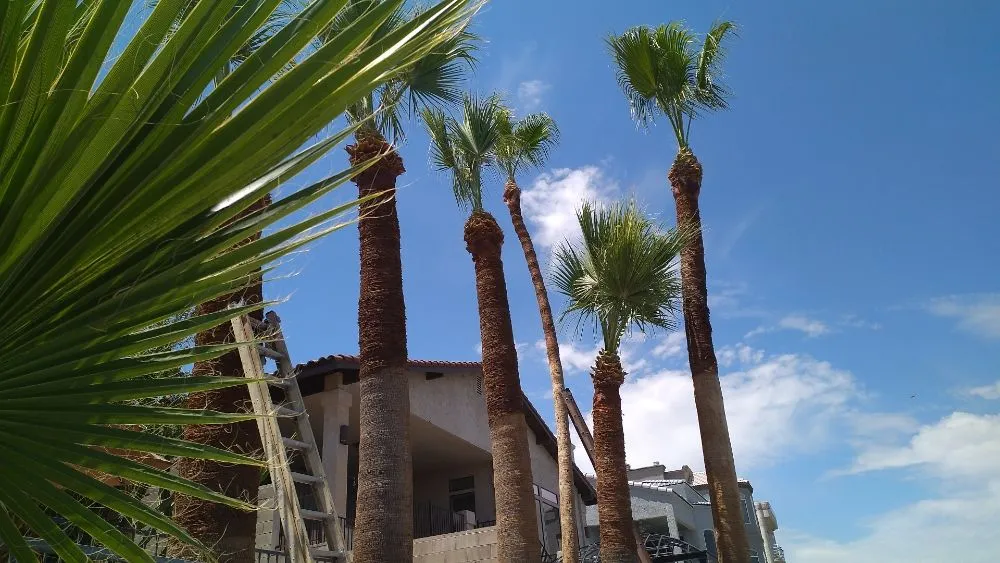 Expert lawn mowing service in Bullhead City, AZ - A Cut Above Landscape and Tree Service