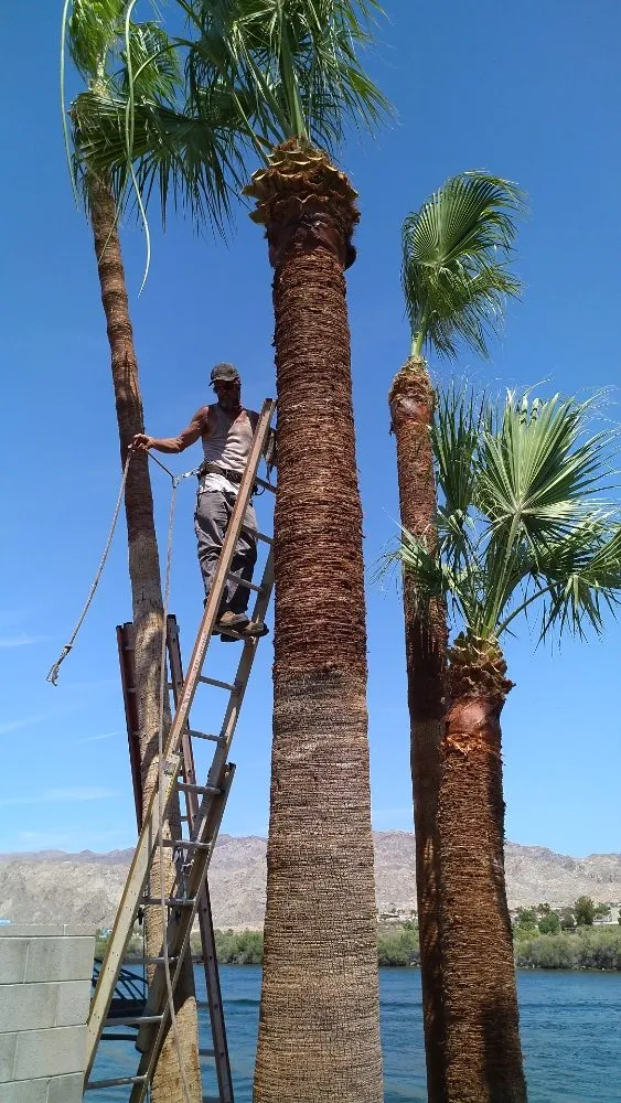 Reliable landscape installation in Bullhead City, AZ - A Cut Above Landscape and Tree Service