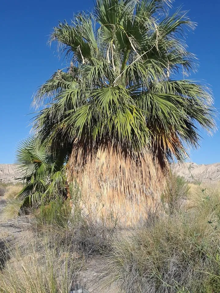 Local outdoor landscaping in Bullhead City, AZ - A Cut Above Landscape and Tree Service