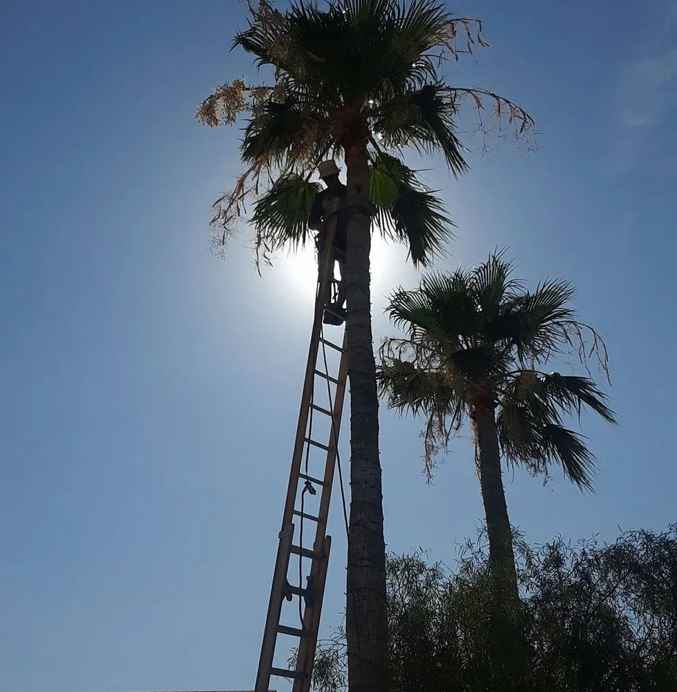 Professional landscaping services in Bullhead City, AZ by A Cut Above Landscape and Tree Service