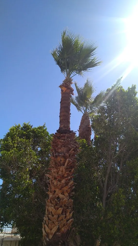 Reliable landscape installation for residential properties across Bullhead City, AZ - A Cut Above Landscape and Tree Service