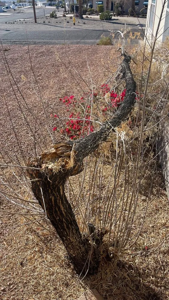 Custom garden landscaping experts serving Bullhead City, AZ - A Cut Above Landscape and Tree Service