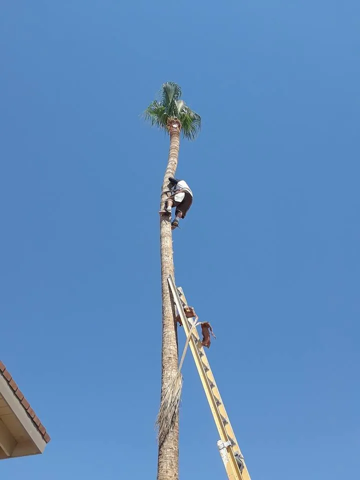 Custom yard maintenance for outdoor upgrades in Bullhead City, AZ by A Cut Above Landscape and Tree Service