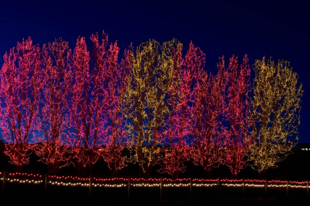 Top-rated yard cleanup service in Commerce City, CO - A Cut Above Landscape