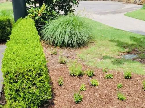 Custom yard maintenance in Mesa, AZ - A Cut Above Lawn Care Services