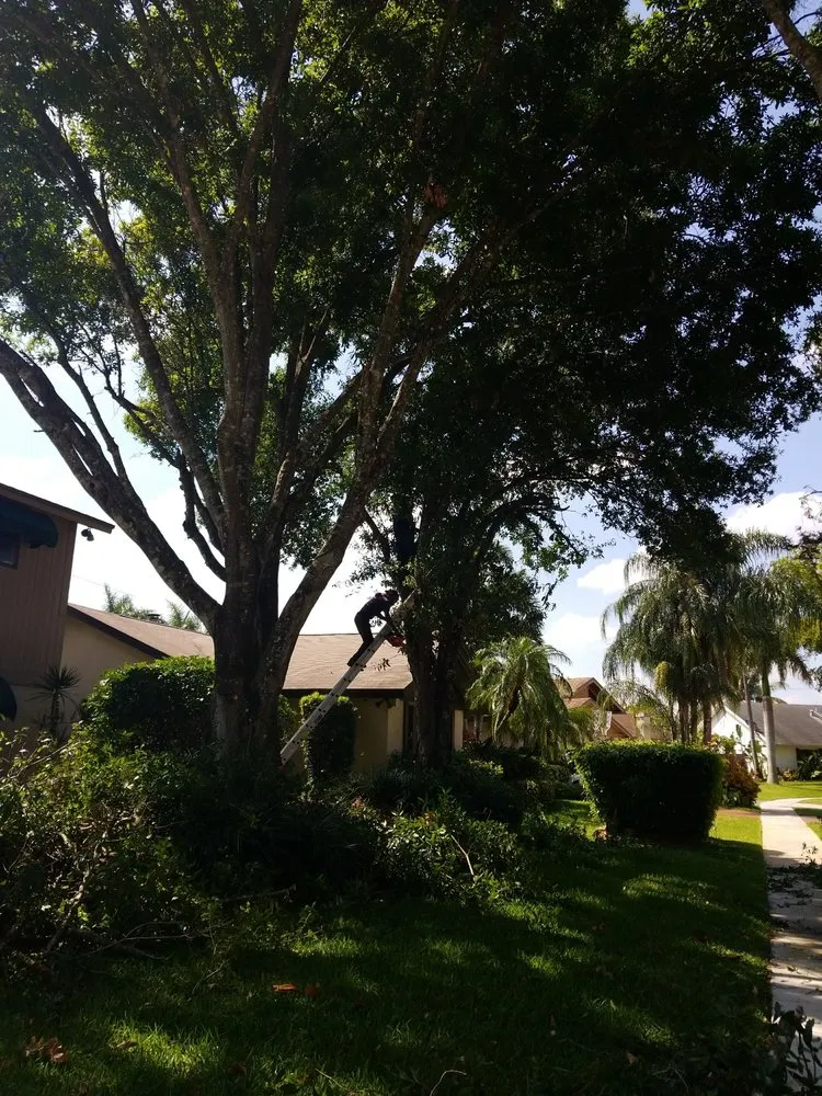 Expert yard cleanup service in Fort Lauderdale, FL - A Cut Above Lawn Service