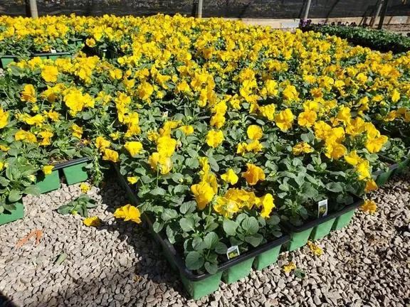 Affordable landscaping services for year-round maintenance in Fort Lauderdale, FL by A Cut Above Lawn Service