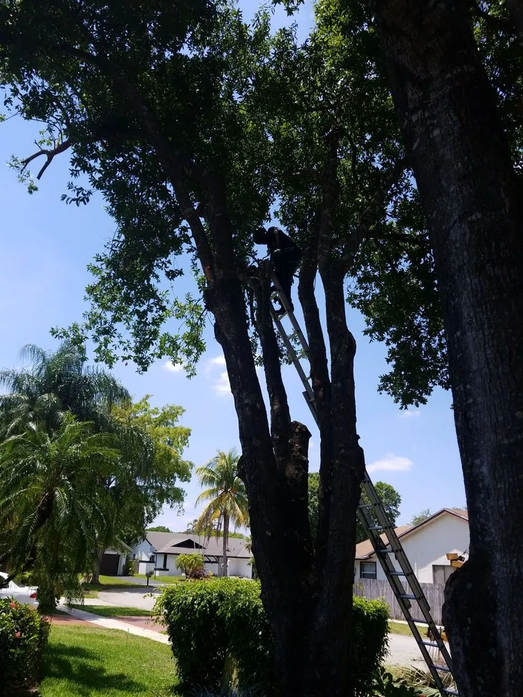 Expert outdoor landscaping in Fort Lauderdale, FL - A Cut Above Lawn Service