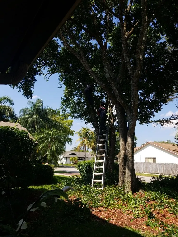 Custom residential landscaping in Fort Lauderdale, FL - A Cut Above Lawn Service