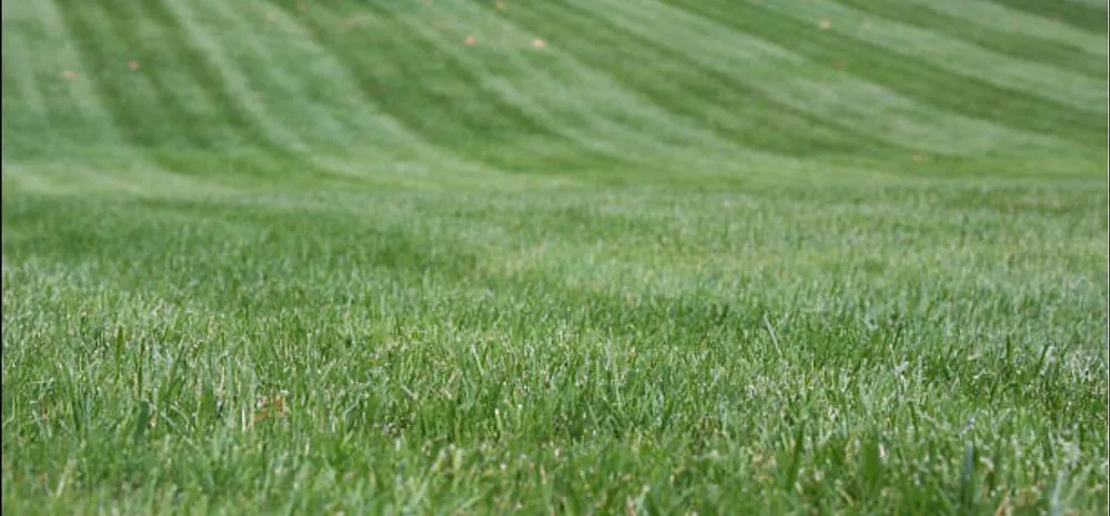 Affordable lawn mowing service for outdoor upgrades across Kyle, TX - A Cut Above Lawncare