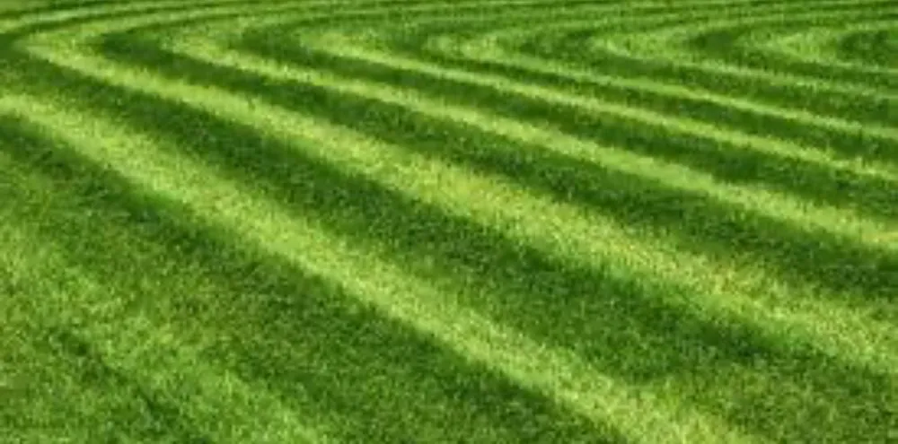 Trusted yard cleanup service in Kyle, TX by A Cut Above Lawncare