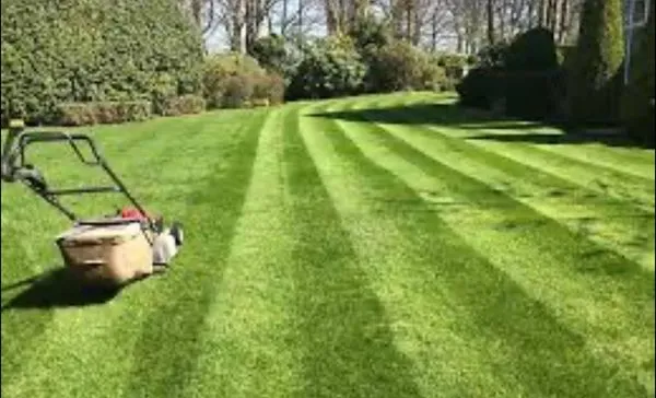 A Cut Above Lawncare Logo