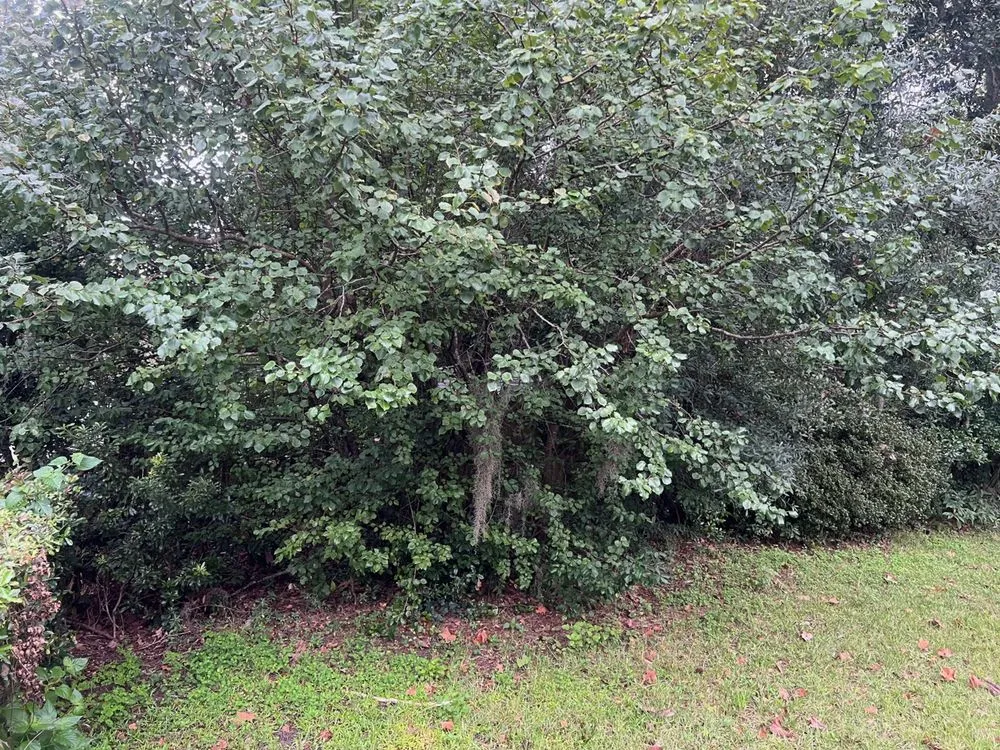 Trusted landscape design for beautiful yards across Savannah, GA - A Cut Above