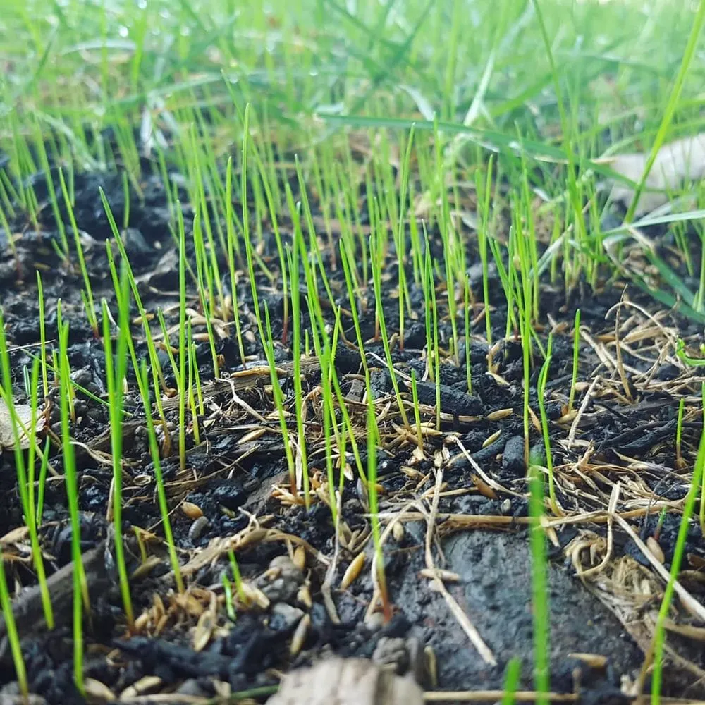 Expert outdoor landscaping in Sterling, VA - A Cut Above