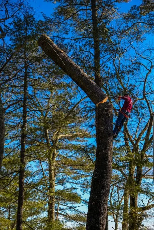 Top-rated lawn care service in Beverly, MA - A Cut Above the Best