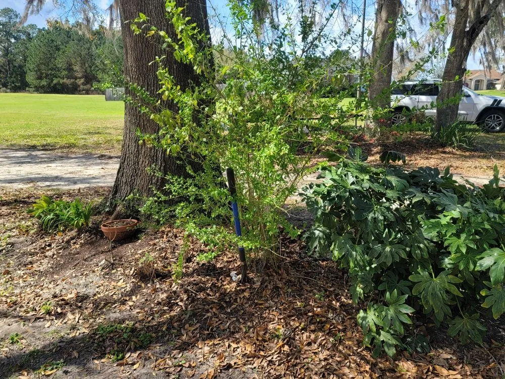 Professional landscape design in Fort White, FL - A Cut Above The Rest Lawncare