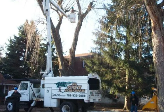 A Cut Above Tree & Stump Removal