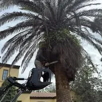 Affordable residential landscaping in South Daytona, FL by A Cut Above Tree Care And More