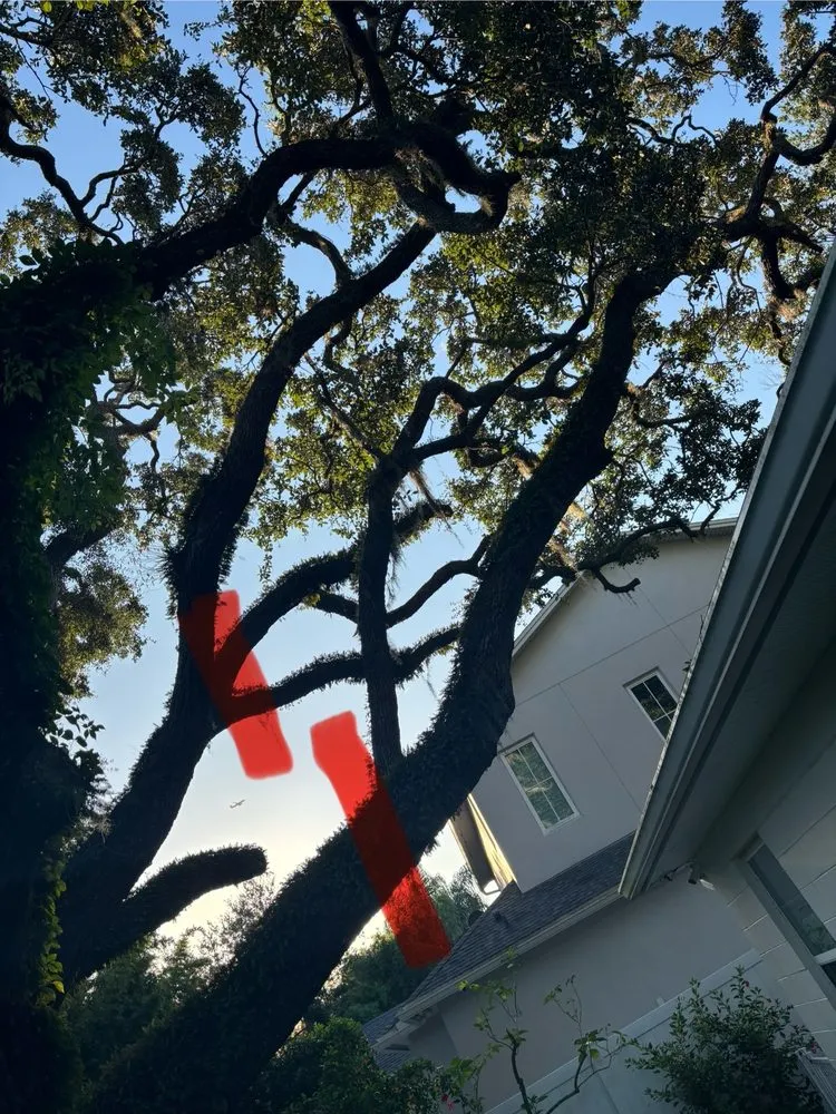 Custom lawn mowing service experts serving South Daytona, FL - A Cut Above Tree Care And More