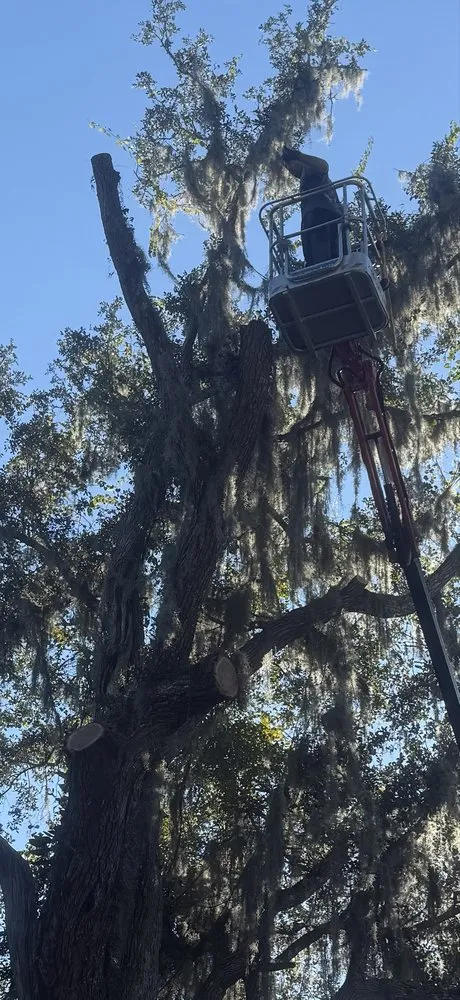 Trusted landscaping services experts serving South Daytona, FL - A Cut Above Tree Care And More