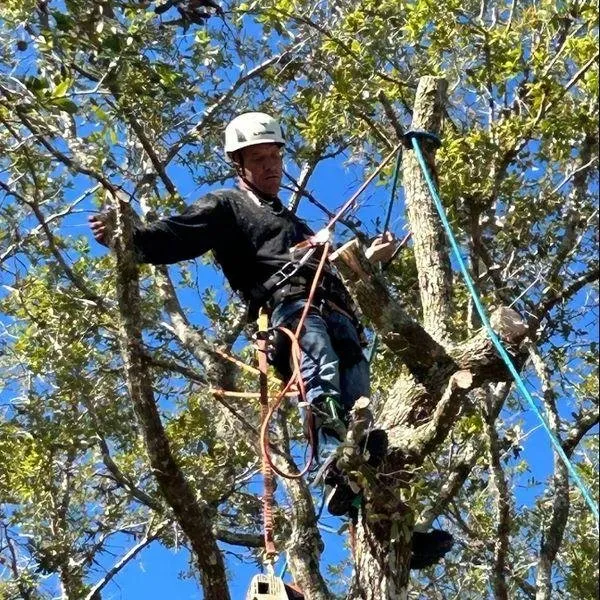 Professional yard cleanup service experts serving South Daytona, FL - A Cut Above Tree Care And More