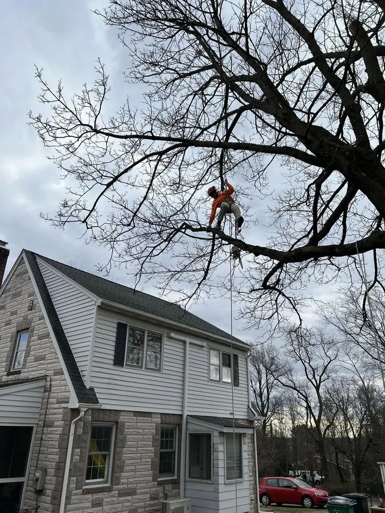 Custom lawn care service experts serving Glenelg, MD - A Cut Above Tree Experts