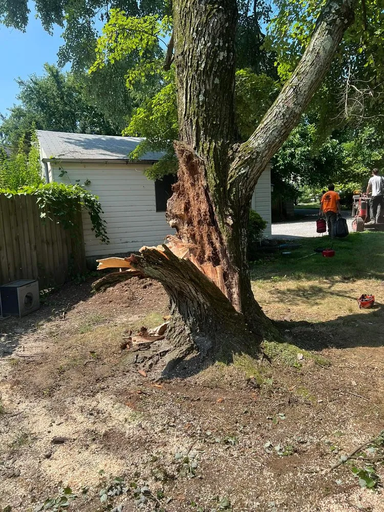 Professional residential landscaping in Glenelg, MD - A Cut Above Tree Experts