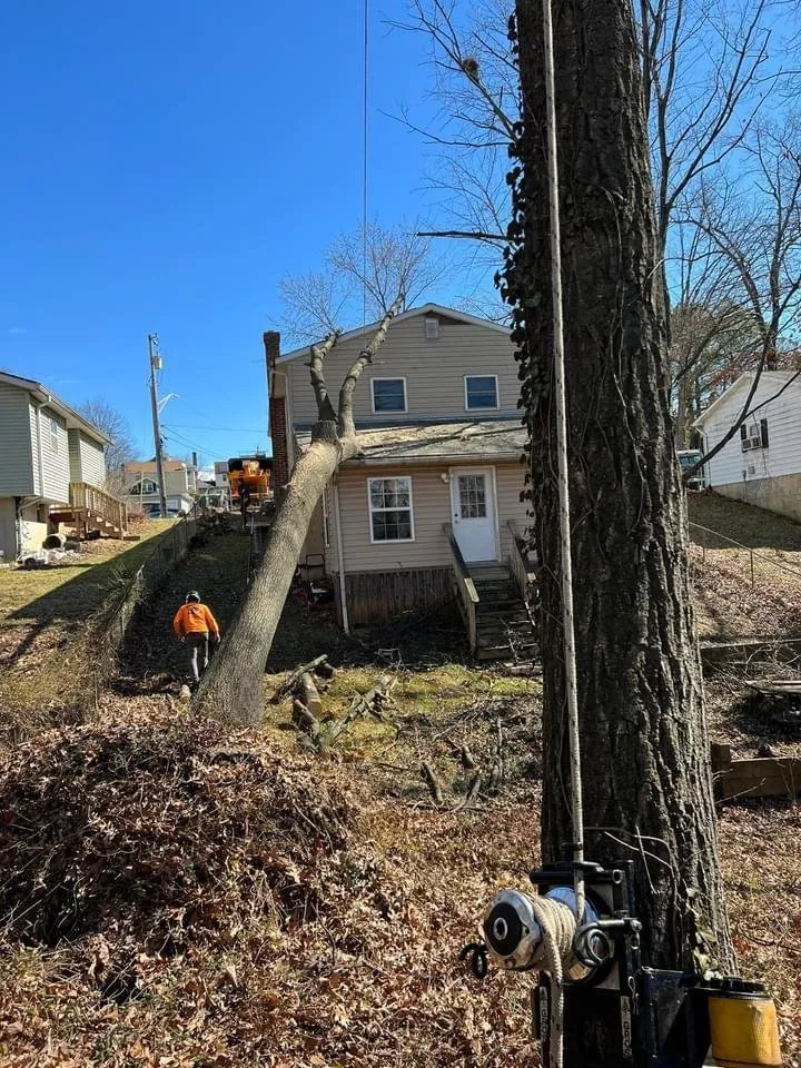 Custom yard cleanup service for year-round maintenance in Glenelg, MD by A Cut Above Tree Experts