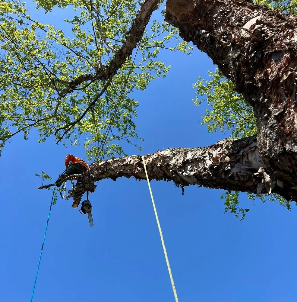 Affordable outdoor landscaping in Glenelg, MD - A Cut Above Tree Experts