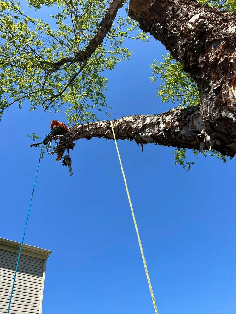 Trusted yard cleanup service near you in Glenelg, MD by A Cut Above Tree Experts