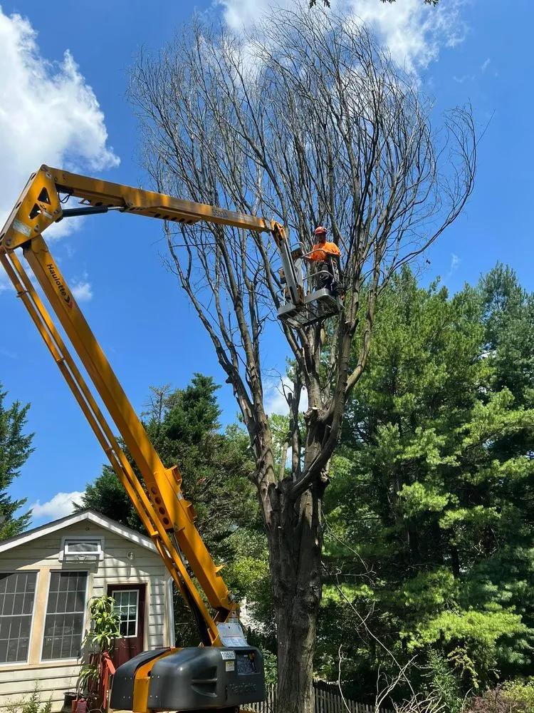Affordable landscape installation for outdoor upgrades in Glenelg, MD by A Cut Above Tree Experts