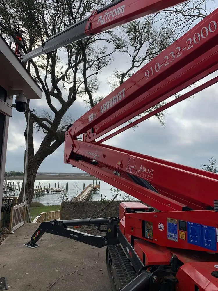 Affordable yard cleanup service for beautiful yards in Wilmington, NC by A Cut Above Tree Experts