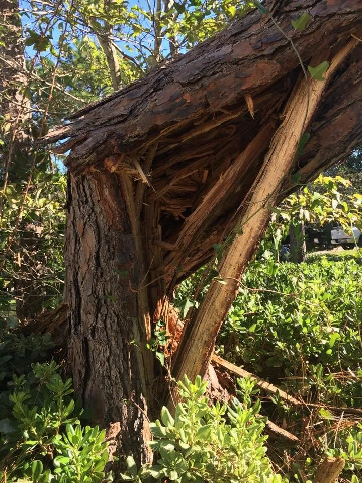 Affordable outdoor landscaping for outdoor upgrades across Wilmington, NC - A Cut Above Tree Experts