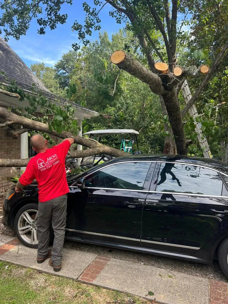 Professional yard cleanup service for year-round maintenance in Wilmington, NC by A Cut Above Tree Experts