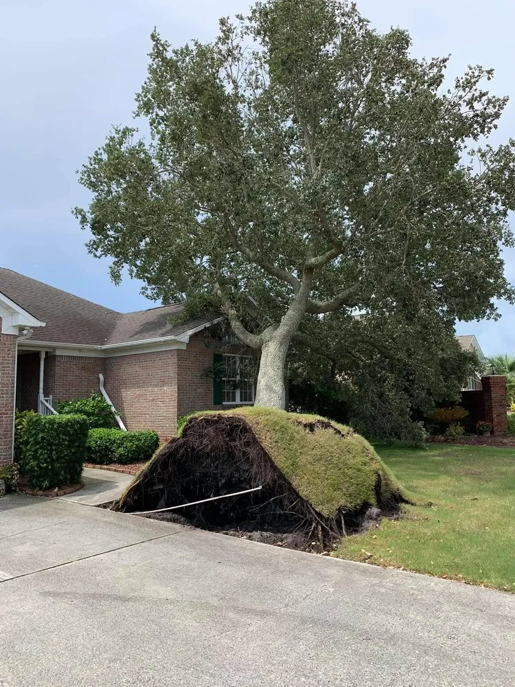 Affordable landscape installation for residential properties in Wilmington, NC by A Cut Above Tree Experts