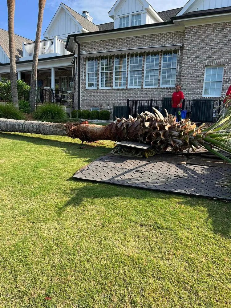 Top-rated lawn mowing service for residential properties in Wilmington, NC by A Cut Above Tree Experts