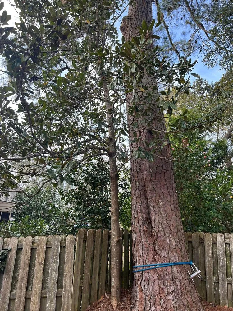 Affordable lawn mowing service for outdoor upgrades across Wilmington, NC - A Cut Above Tree Experts