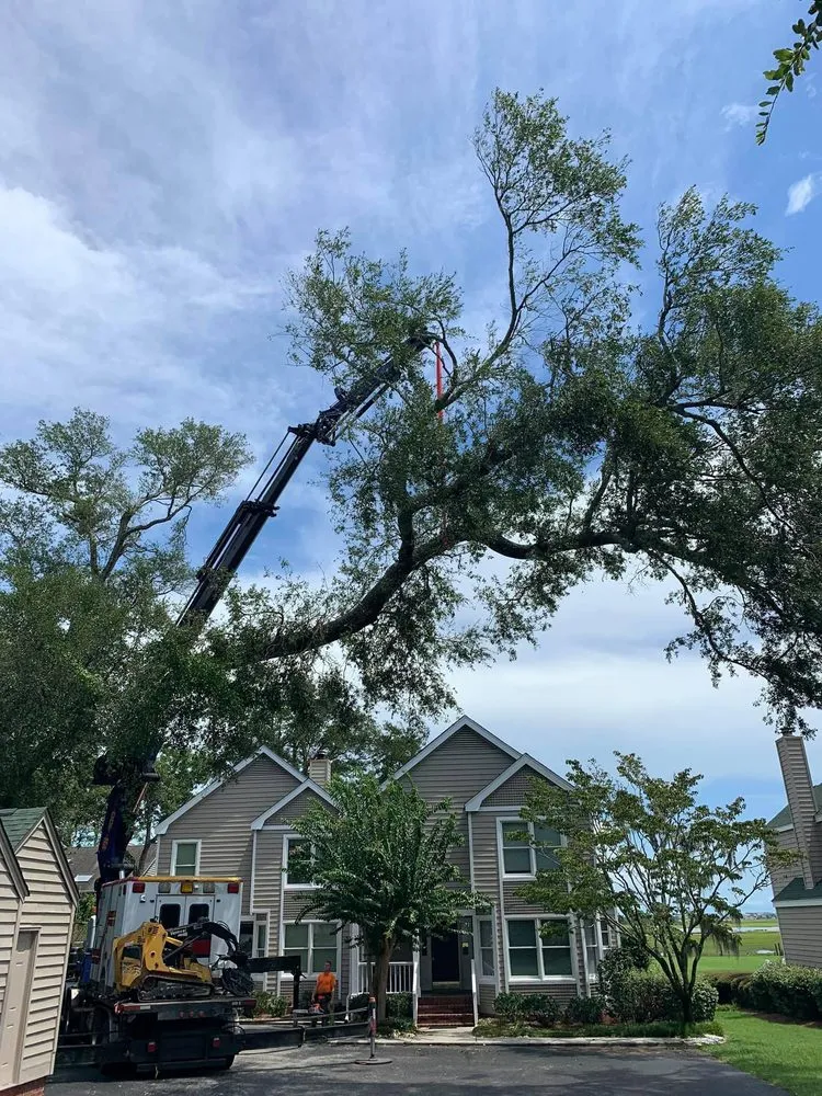 Professional landscape design in Wilmington, NC by A Cut Above Tree Experts