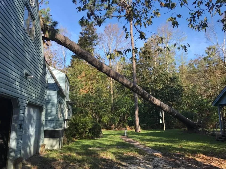 Local residential landscaping for year-round maintenance across Wilmington, NC - A Cut Above Tree Experts