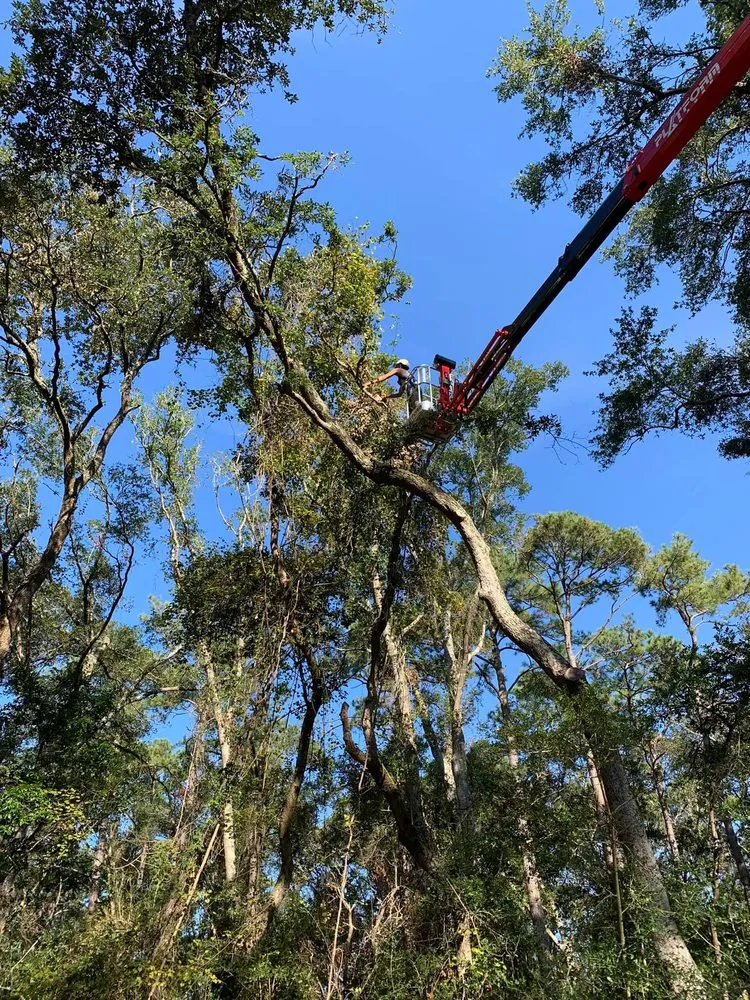 Expert landscape design in Wilmington, NC by A Cut Above Tree Experts