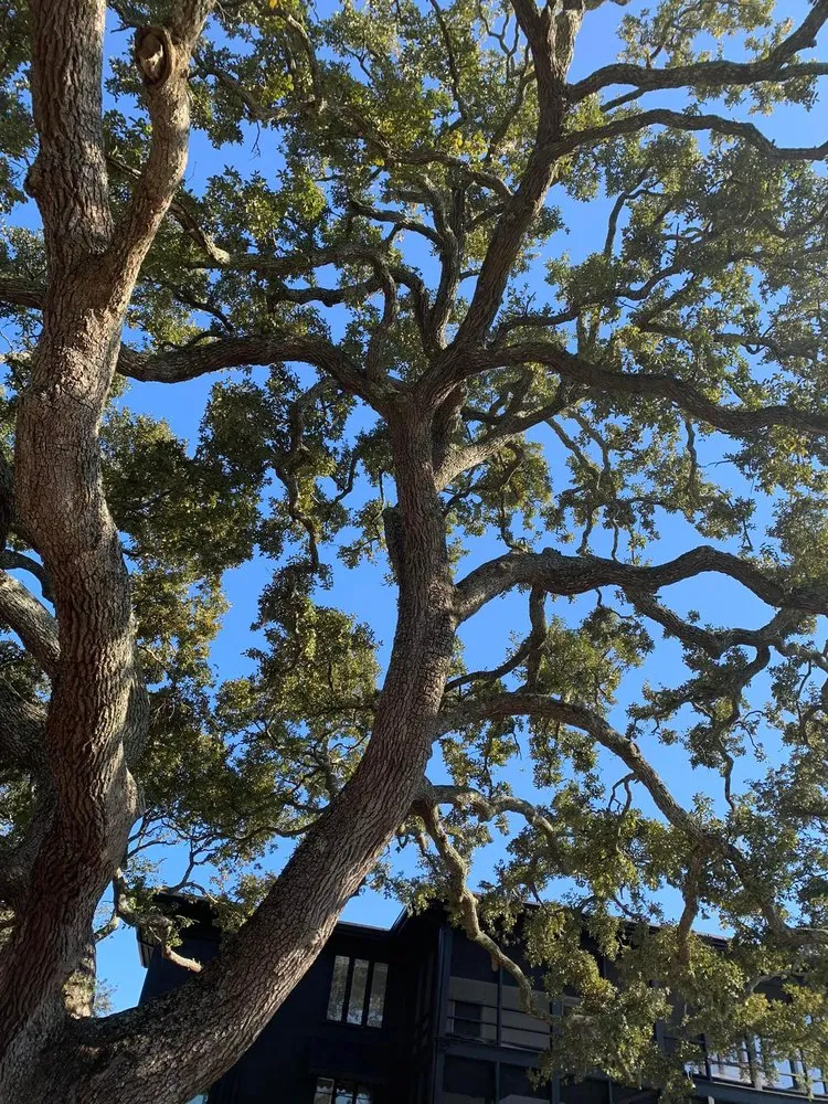 Reliable lawn mowing service near you across Wilmington, NC - A Cut Above Tree Experts