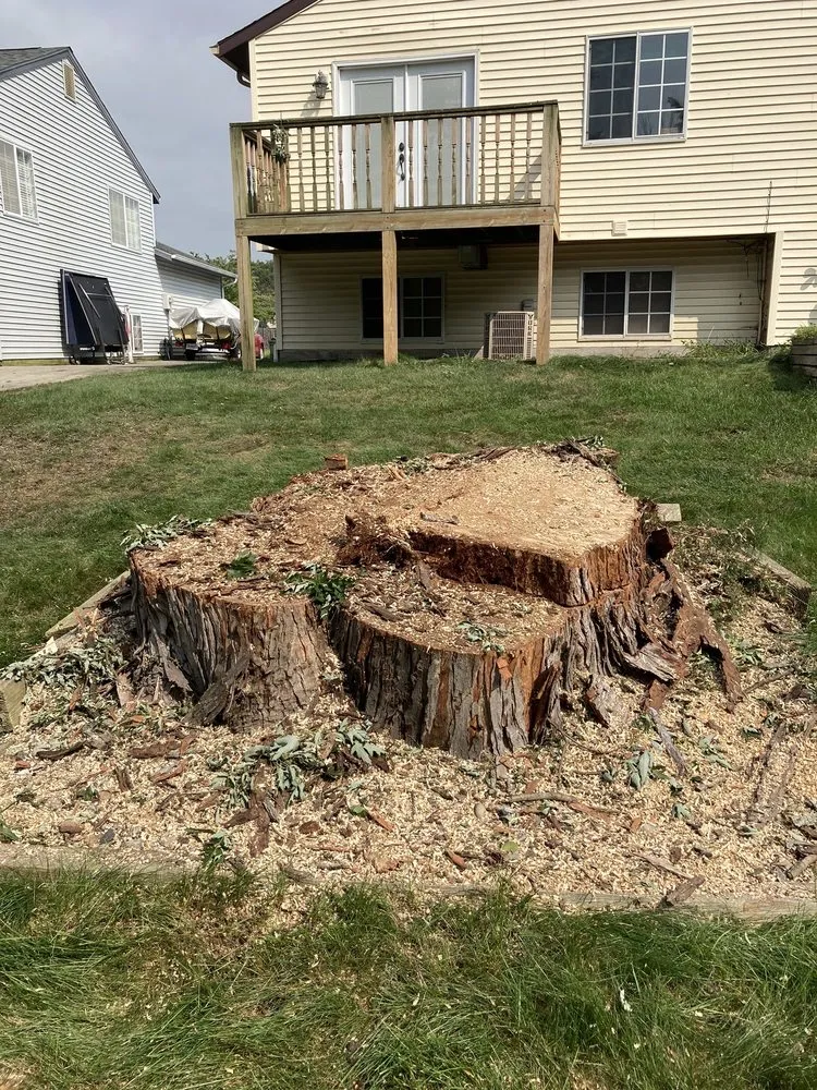Reliable yard cleanup service experts serving Niles, MI - A Cut Above Tree Service