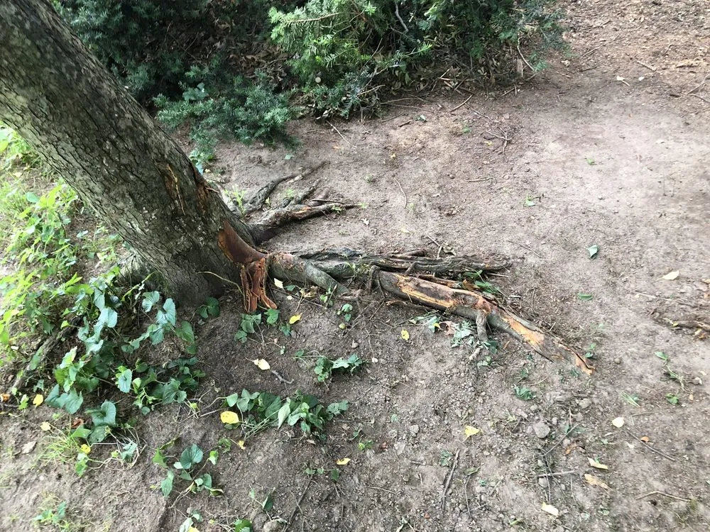 Expert yard maintenance for outdoor upgrades in Niles, MI by A Cut Above Tree Service