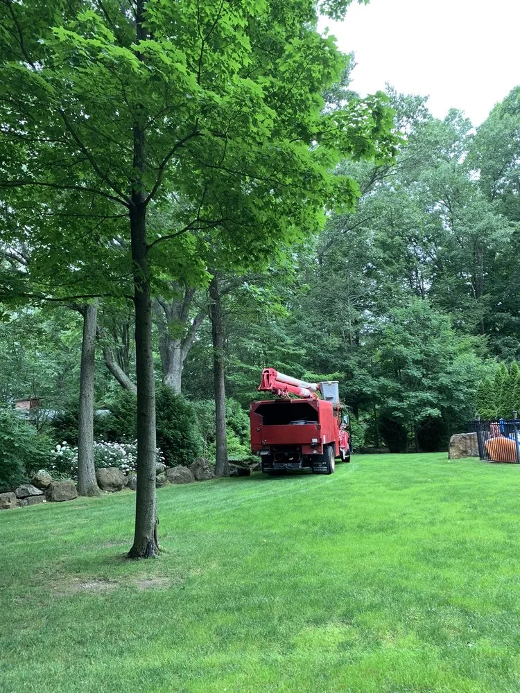 Professional landscape design in Plantsville, CT - A Cut Above Tree Service