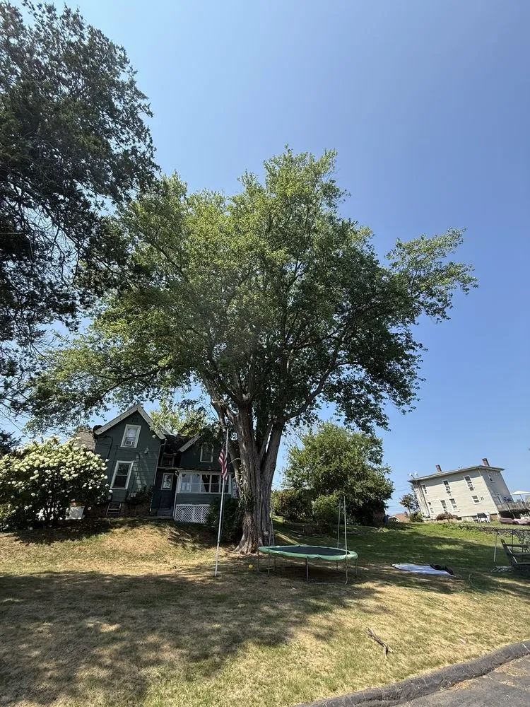 Expert lawn care service for homes in Plantsville, CT by A Cut Above Tree Service