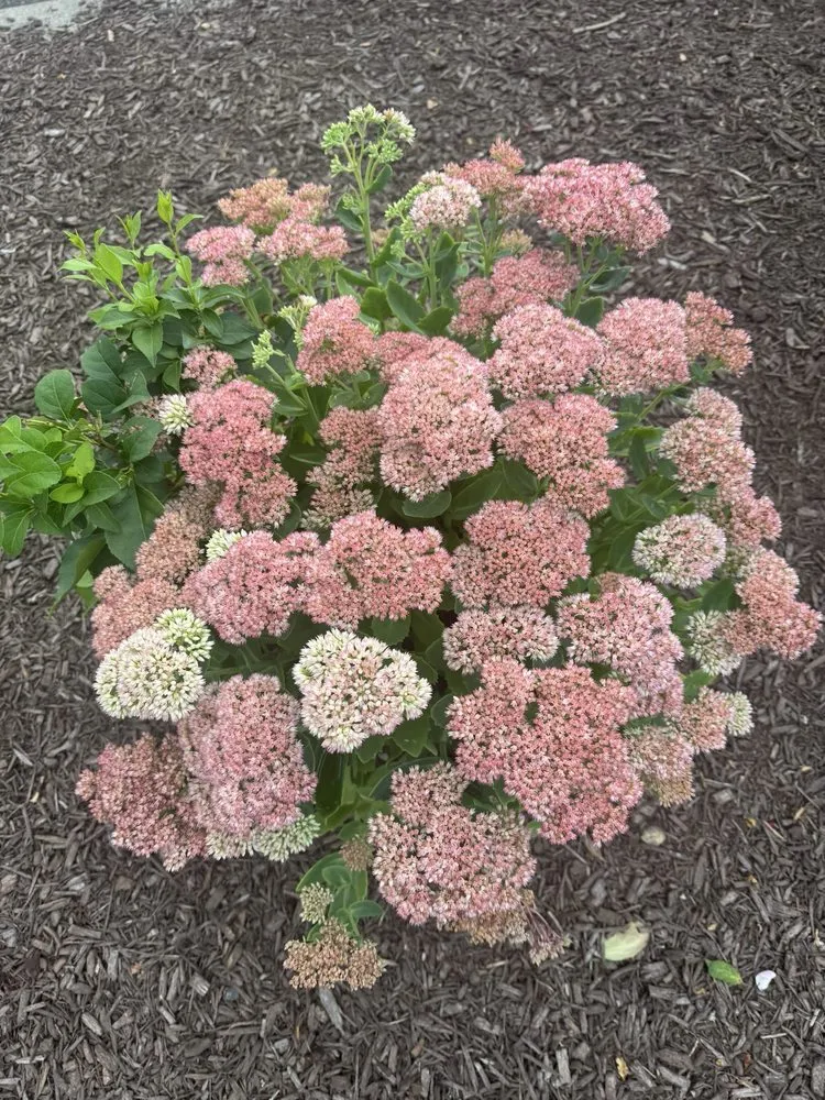 Affordable garden landscaping for beautiful yards across Plantsville, CT - A Cut Above Tree Service