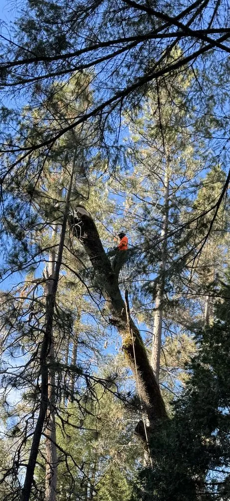 Professional outdoor landscaping for year-round maintenance in Volcano, CA by A Cut Above